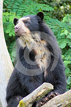 Spectacled Bear photo