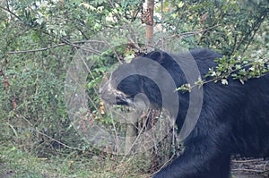 Spectacled bear Tremarctos ornatus