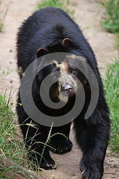 Spectacled bear (Tremarctos ornatus)