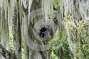 The spectacled bear Tremarctos ornatus also Andean or mountain bear. photo