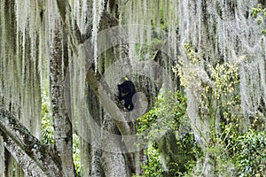 The spectacled bear, Tremarctos ornatus, also Andean or mountain bear. photo