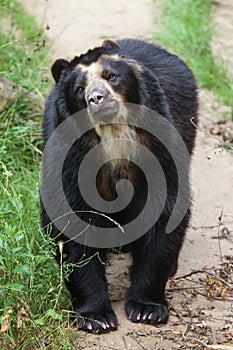 Spectacled bear Tremarctos ornatus photo