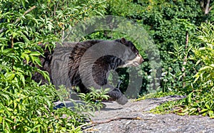 Spectacled bear Tremarctos ornatus, Andean bear. Wilhelma, Stuttgart