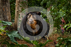 Spectacled bear, Tremarctos ornatus, big brown animal from Colombia. Spectacled bear in the nature habitat, dark green forest.
