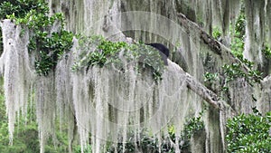 spectacled bear, Tremarctos ornatus, climbing in a tree