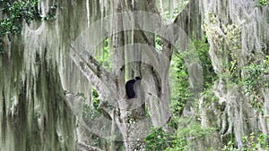 spectacled bear, Tremarctos ornatus, climbing in a tree