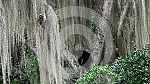 spectacled bear, Tremarctos ornatus, climbing in a tree