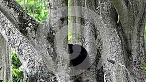 spectacled bear, Tremarctos ornatus, climbing in a tree