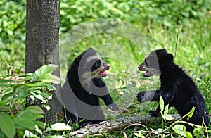 Spectacled Bear, tremarctos ornatus, Cub playing
