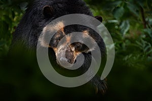 Spectacled bear, Tremarctos ornatus, Peru, South America. Big danger mammal from South America, nature wildlife. Portrait of photo