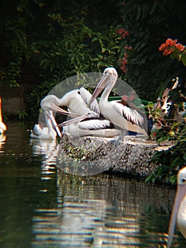 Spectacled birds or what could be called Australian pelicans in captivity photo