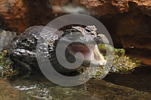 Spectacled caiman