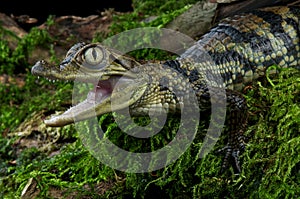 Spectacled caiman photo