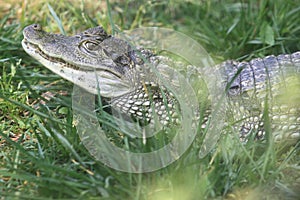 Spectacled caiman