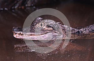 Spectacled caiman