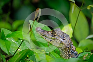 Spectacled caiman baby, water