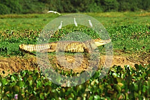 Spectacled caiman on a bank in wetlands