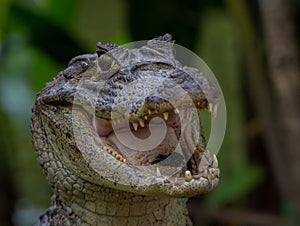 Spectacled Caiman - Caiman Crocodilia