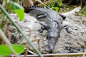 Spectacled Caiman (Caiman crocodilus)