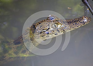 Spectacled Caiman Caiman crocodilus