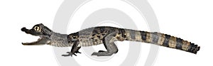 Spectacled Caiman, Caiman crocodilus