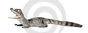 Spectacled Caiman, Caiman crocodilus