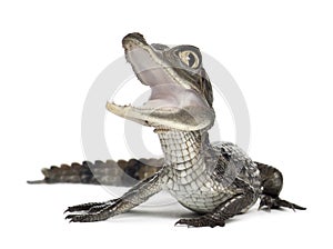 Spectacled Caiman, Caiman crocodilus