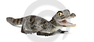 Spectacled Caiman, Caiman crocodilus