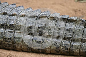 Spectacled caiman, Caiman crocodilus