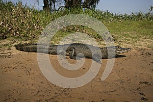 Spectacled caiman, Caiman crocodilus