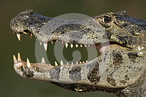 Spectacled caiman, Caiman crocodilus