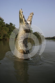 Spectacled caiman, Caiman crocodilus