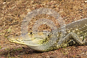 Spectacled caiman - Caiman crocodilus