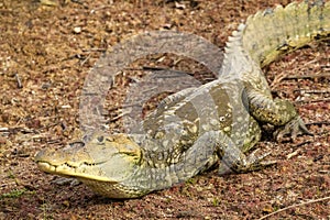 Spectacled caiman - Caiman crocodilus