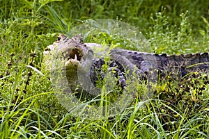 Spectacled caiman - Caiman crocodilus