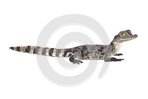 Spectacled caiman Caiman crocodilus