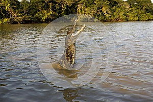 Spectacled Caiman, caiman crocodilus, Adult Jumping in River, Los Lianos in Venezuela