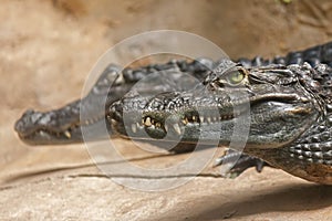 Spectacled caiman or Caiman crocodilus