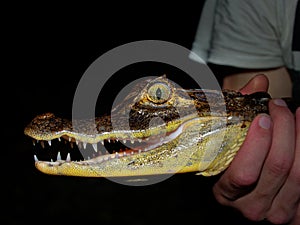 Spectacled caiman - Caiman crocodilus also white or common or speckled caiman in the night, crocodilian in Alligatoridae, brownish