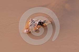 Spectacled caiman (Caiman crocodilus) with its head sticking out of the water, Caño Negro Wildlife Refuge, Costa Rica