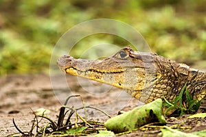 Spectacled Caiman - Caiman crocodilus lying on river bank in Cano Negro, Costa Rica, big reptile in awamp, close-up crocodille