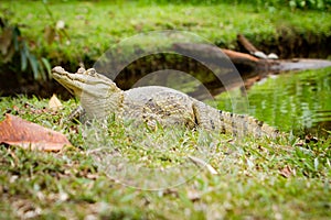 Spectacled caiman (Caiman crocodilus) by the river