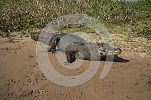 Spectacled caiman, Caiman crocodilus