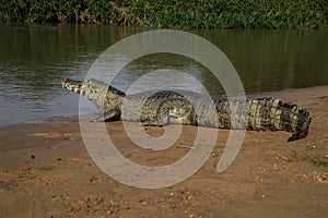 Spectacled caiman, Caiman crocodilus