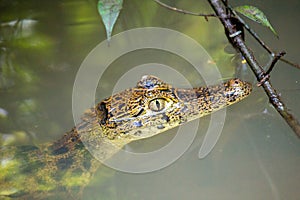 Spectacled Caiman (Caiman crocodilus) spotted outdoors