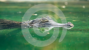 Spectacled caiman or Caiman crocodilus swimming in water
