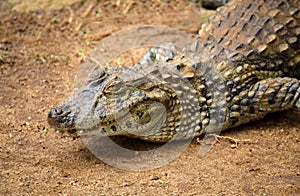 Spectacled caiman or common white caiman Caiman crocodilus close-up on a sandy area.