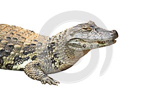 Spectacled caiman or common white caiman crocodile Caiman crocodilus close-up isolated on white background