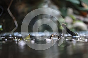 The spectacled caiman