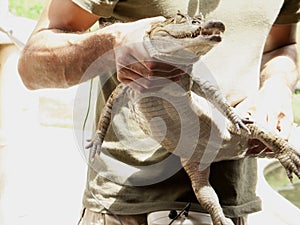 Reptile show displaying Spectacled caiman Caiman crocodilus a crocodilian in the family Alligatoridae, photo